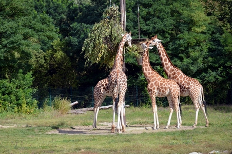Tierpark